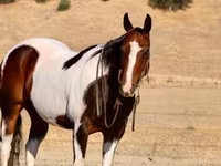 घोड़ा, National Show Horse — फ़ोटो 7