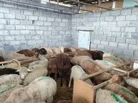Sheep, Sheep — photo 8