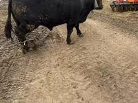 公牛, Aberdeen-Angus — 照片 3