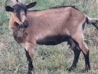 母山羊, Goats — 照片 1