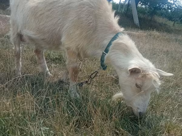 Goat, Goats
