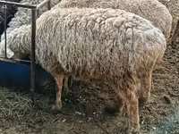 公羊, Hissar sheep — 照片 2
