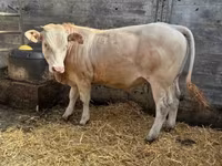 सांड, Blonde d’Aquitane cattle — फ़ोटो 2
