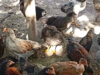 Chickens — Foto 2