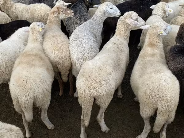 母羊, Sheep