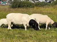 Carnero, Dorper sheep — foto 3