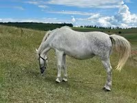 母马, Horses — 照片 2