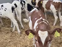 母牛, Cattle — 照片 2