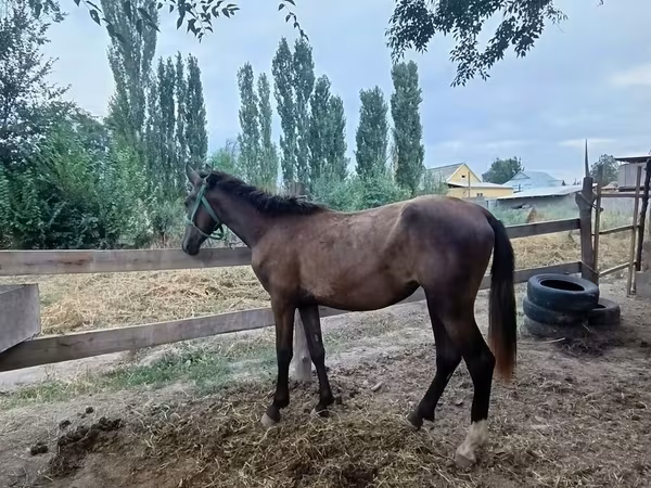 母马, French Trotter