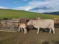 母牛, Cattle — 照片 1