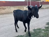 Ziegenbock, Murcia-Granada goats — Foto 2