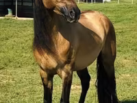 母马, Rocky Mountain Horse — 照片 2