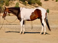 घोड़ा, National Show Horse — फ़ोटो 8