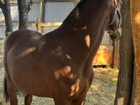 Horse (M), Horses — photo 5