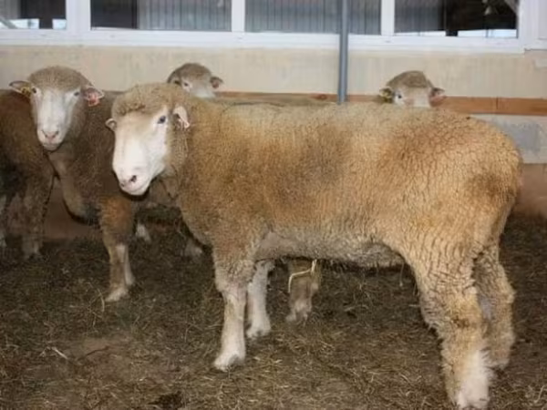 公羊, Dorset down sheep — 俄罗斯