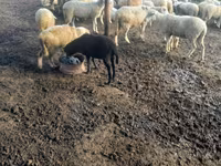母羊, Sheep — 照片 2