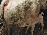 Bull, Charolais cattle — photo 3