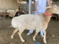 Sheep, Sheep — photo 1