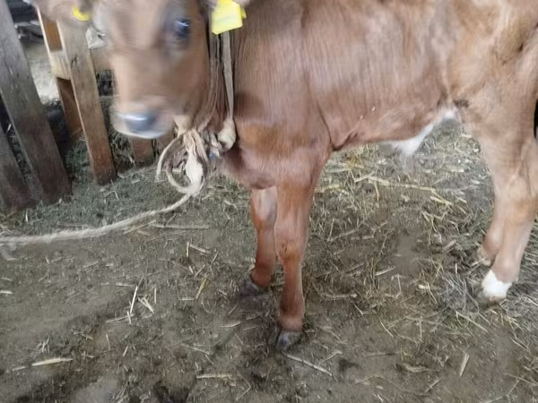 بقرة, الماشية — قيرغيزستان