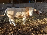 公牛, Cattle — 照片 4