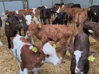 公牛, Holstein breed — 照片 6