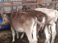 Cow, Simmental cattle — photo 6