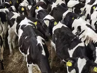 公牛, Cattle — 照片 7