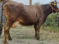 بقرة, Simmental cattle — الصورة 4