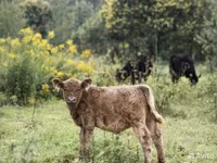 Bull, Galloway cow — photo 2