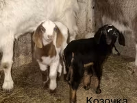 Billy Goat, Kamori goats — photo 4