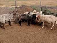 公羊, Sheep — 照片 2