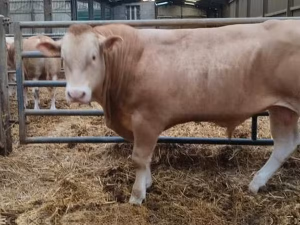 Toro, Ganado vacuno