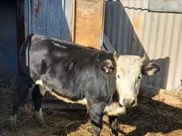 母牛, Holstein breed — 照片 6