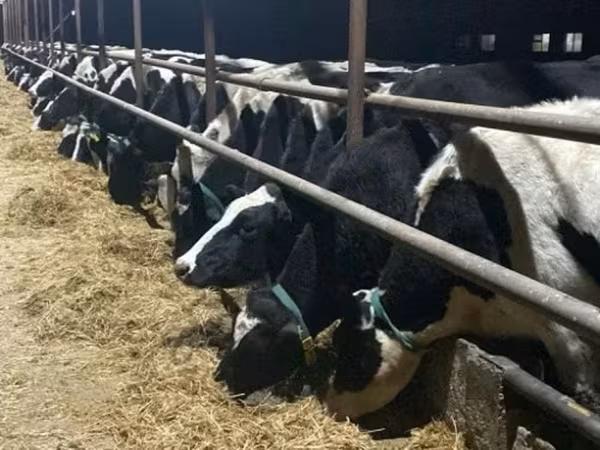 母牛, Russian Black pied cattle — 俄罗斯