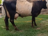 母牛, Cattle — 照片 6