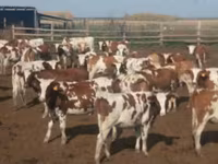 गाय, Swiss cattle — फ़ोटो 1