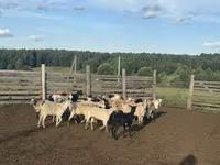 公羊, Edilbay sheep — 照片 3