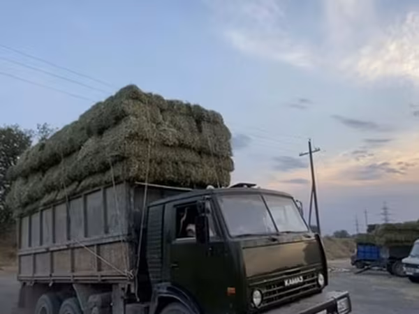 Кастра зеленая тюки хорошие