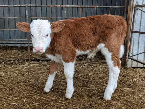 Bull, Cattle