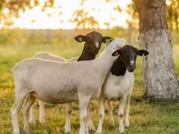 كبش, Dorper sheep — الصورة 2