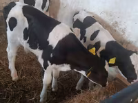 公牛, Cattle — 照片 5