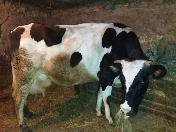 Vaca, Raza Holstein — Kazajistán