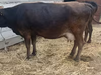 Cow, Cattle — photo 4