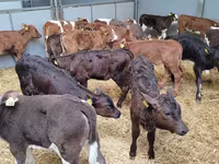 公牛, Cattle — 照片 6