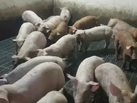 母猪, Pigs — 照片 5