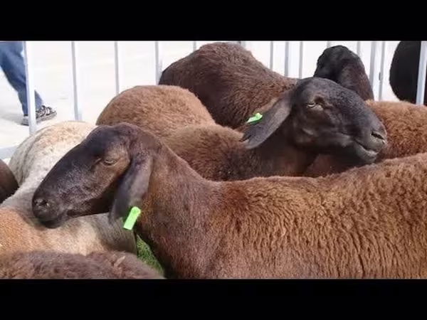 公羊, Sheep