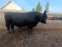 公牛, Aberdeen-Angus — 照片 2