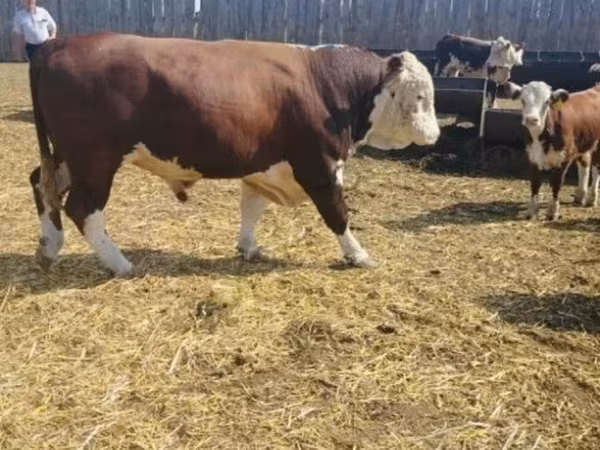 公牛, Simmental cattle — 俄罗斯