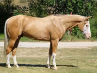 公马, Palomino — 照片 2