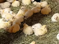 एडलर सिल्वर — फ़ोटो 2